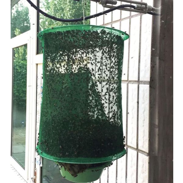 INSECTA