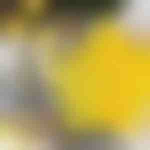 Foremki do ciastek w kształcie gwiazdek (6 sztuk) | STARCUTS