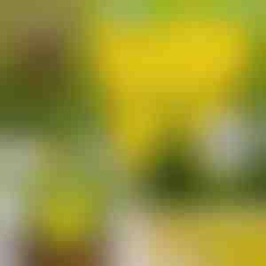 Lepkie Pułapki na Muchy (10 szt.) | BUGILURE